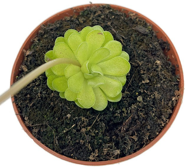 Pinguicula Florian Fettkraut Hybride