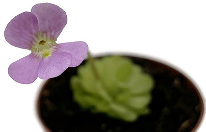 Pinguicula Florian Fettkraut Hybride