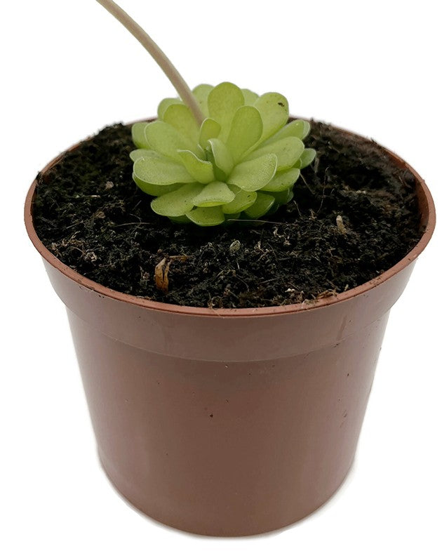 Pinguicula Florian Fettkraut Hybride