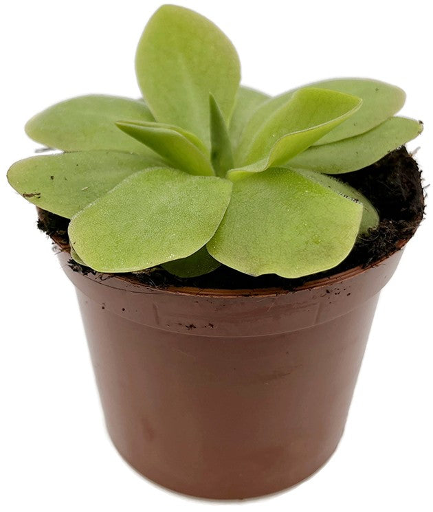 Pinguicula Tina