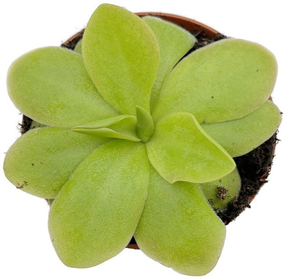 Pinguicula Tina