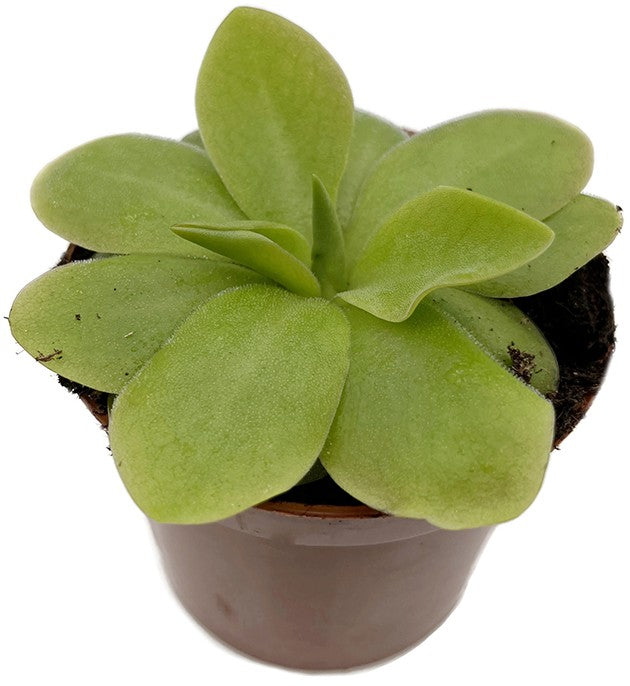 Pinguicula Tina