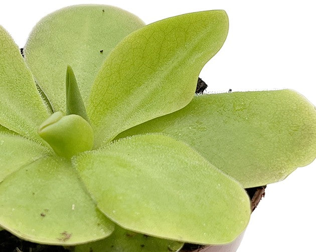 Pinguicula Tina