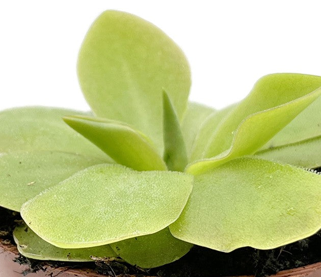 Pinguicula Tina