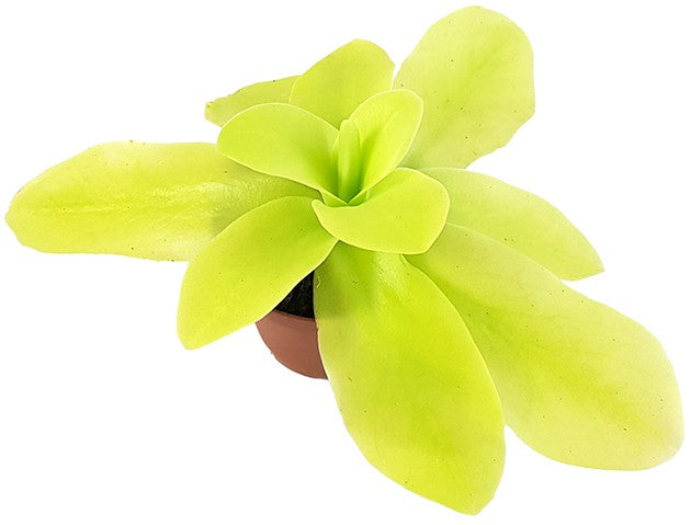 Pinguicula gigantea Pink Flower großes Fettkraut