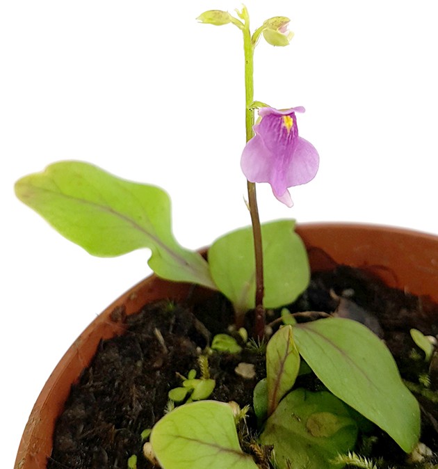 Utricularia calycifida - großblättriger Wasserschlauch