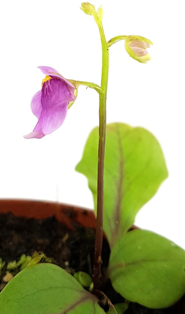 Utricularia calycifida - großblättriger Wasserschlauch