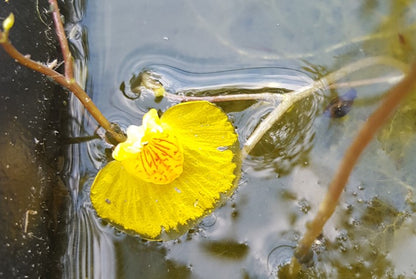 Utricularia Australis verkannte Wasserschlauch