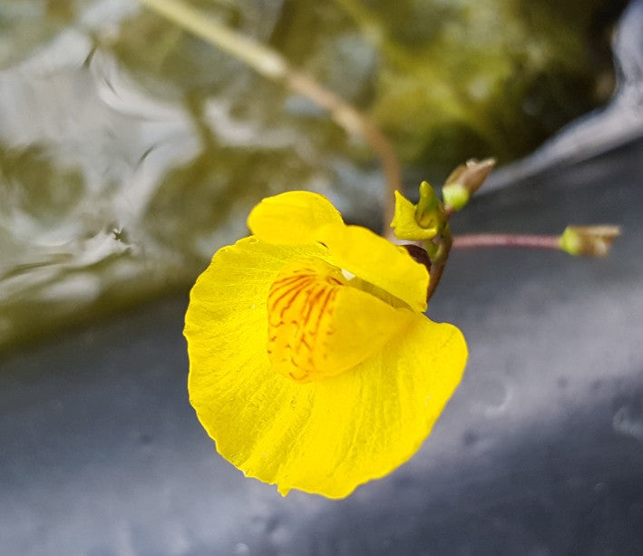 Utricularia Australis verkannte Wasserschlauch