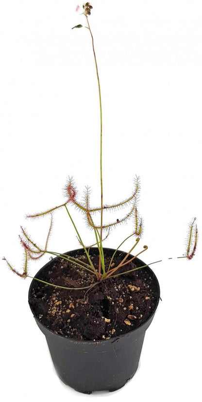 Drosera Binata Pink Flower