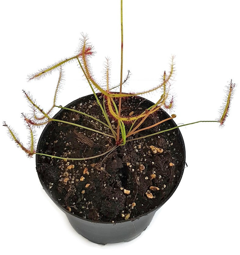 Drosera Binata Pink Flower