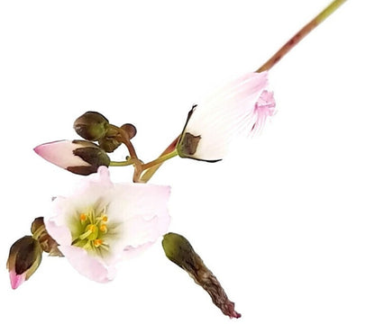 Drosera Binata Pink Flower