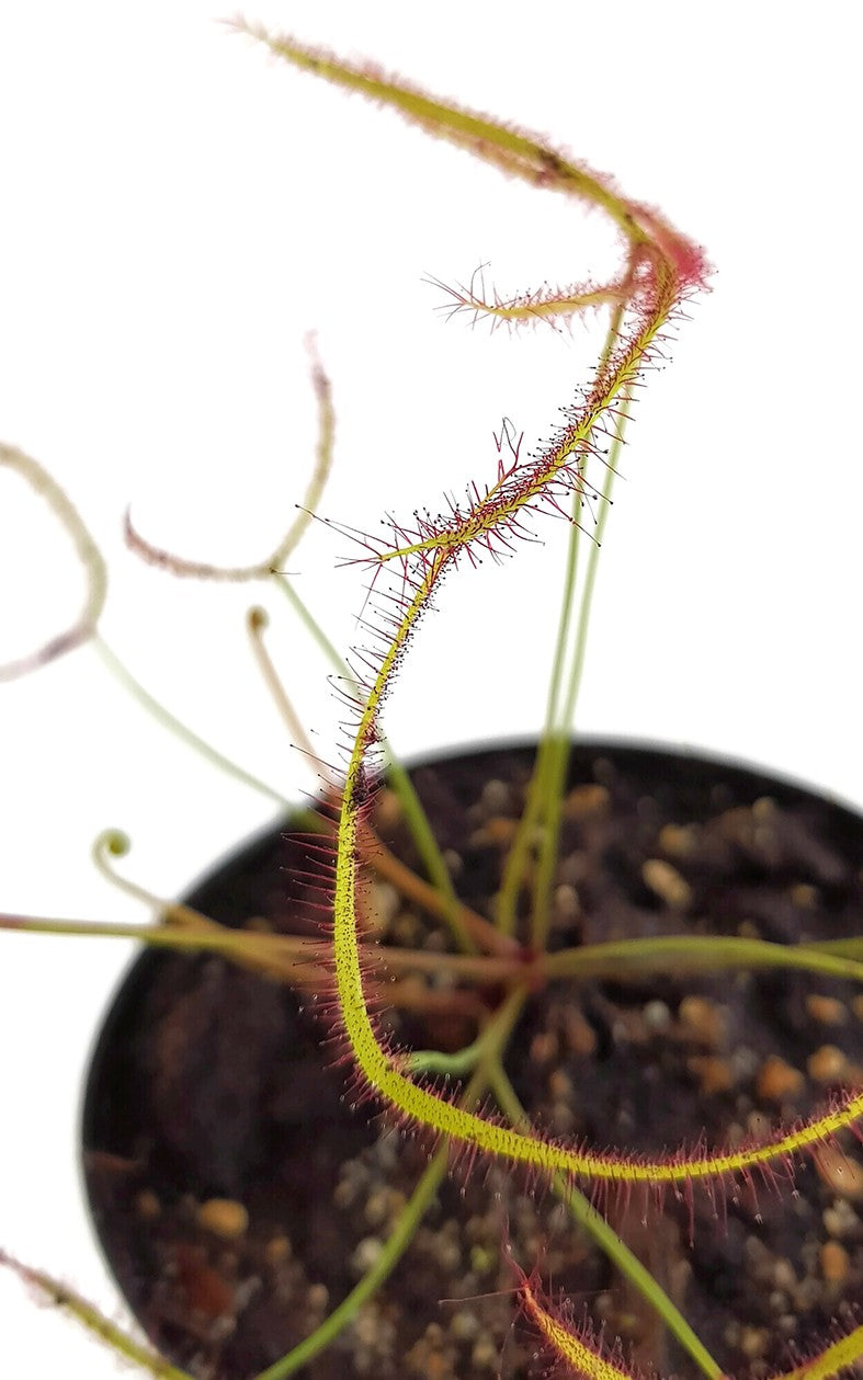 Drosera Binata Pink Flower