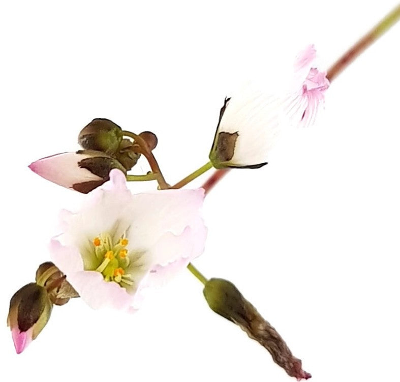 Drosera Binata Pink Flower