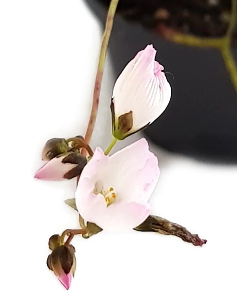 Drosera Binata Pink Flower