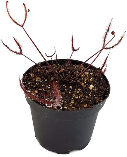 Drosera Binata Burgundy