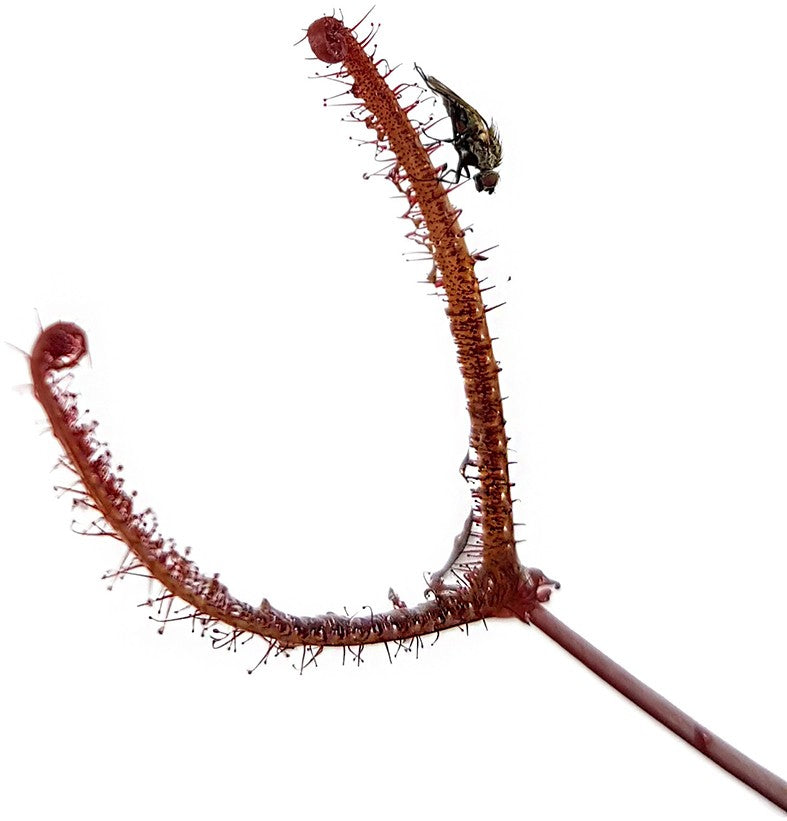 Drosera Binata Burgundy