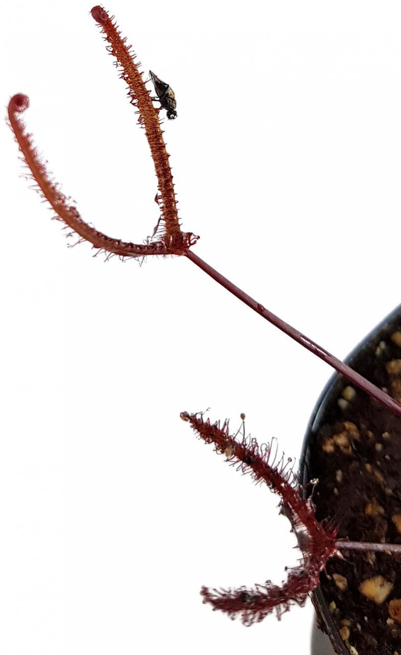 Drosera Binata Burgundy