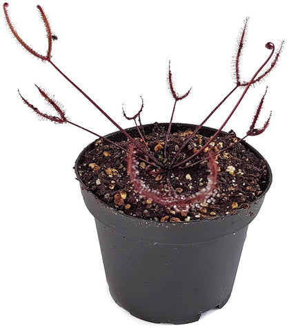 Drosera Binata Burgundy