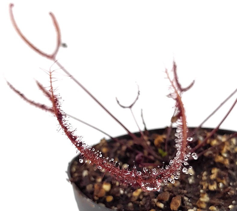 Drosera Binata Burgundy