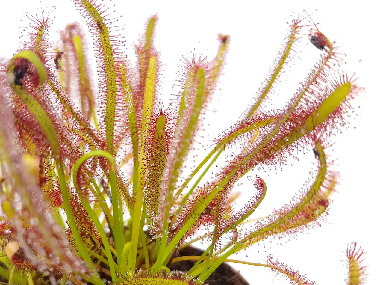 Drosera Capensis