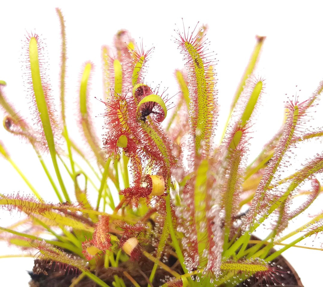 Drosera Capensis