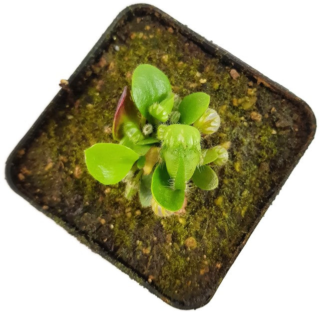 Cephalotus Follicularis &quot;Dudley Watts&quot; - Original Stephen Morley