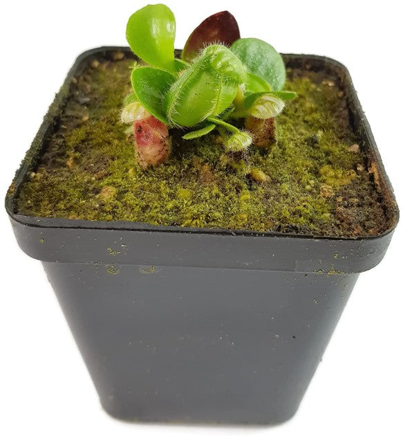 Cephalotus Follicularis &quot;Dudley Watts&quot; - Original Stephen Morley