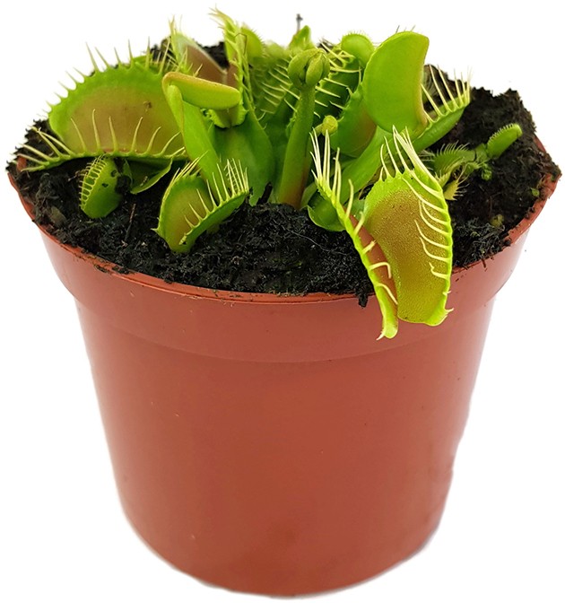 Dionaea muscipula &quot;Big Mouth&quot;