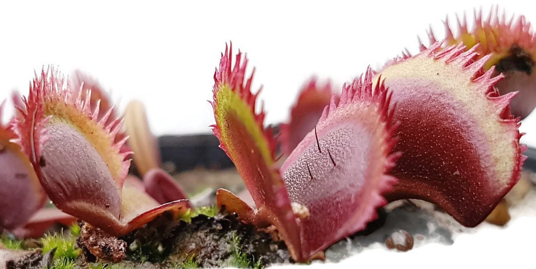 Dionaea muscipula "Red Sawtooth"