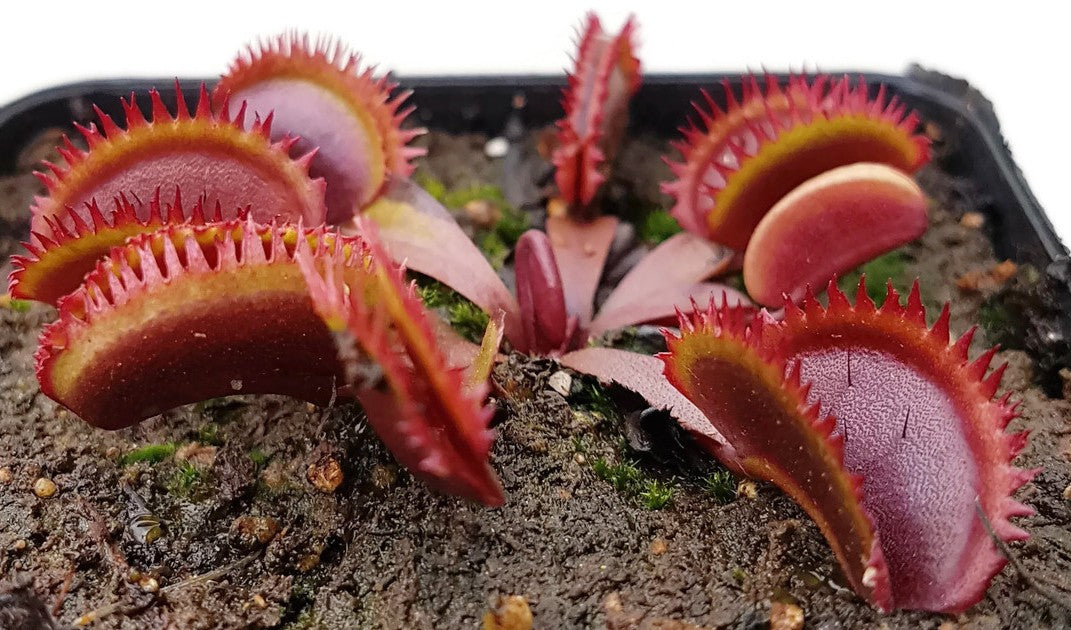 Dionaea muscipula &quot;Red Sawtooth&quot;