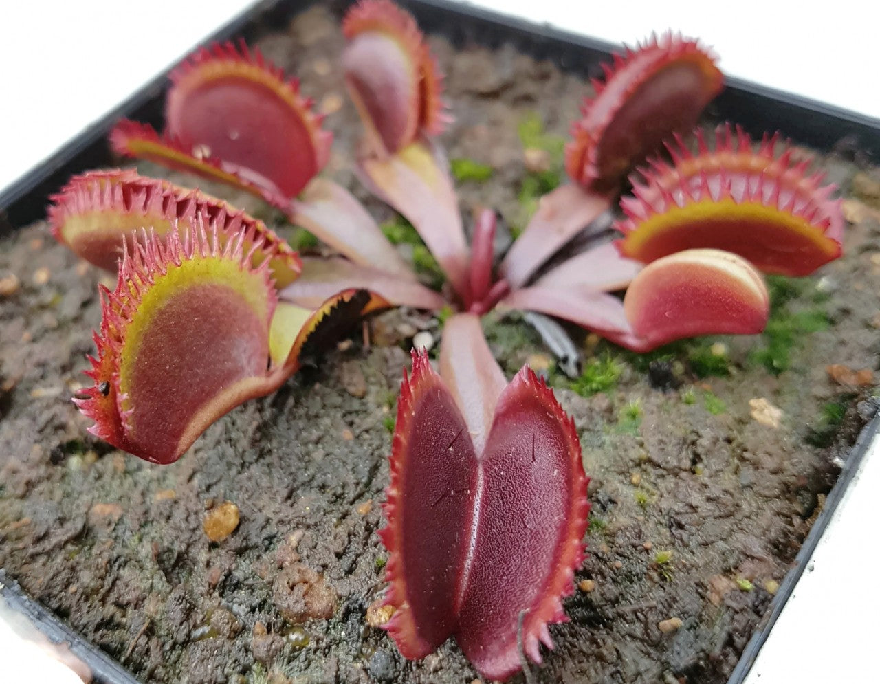 Dionaea muscipula &quot;Red Sawtooth&quot;