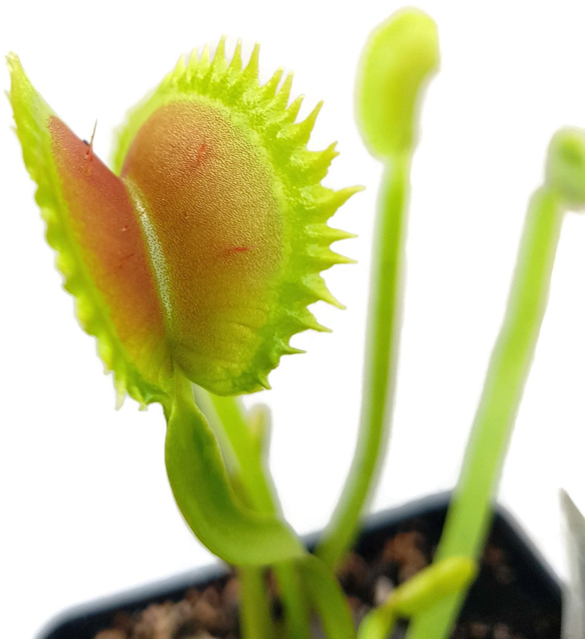 Dionaea muscipula &quot;UK Sawtooth Clone 2&quot;