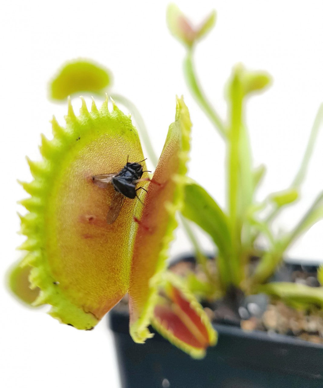 Dionaea muscipula &quot;UK Sawtooth Clone 2&quot;