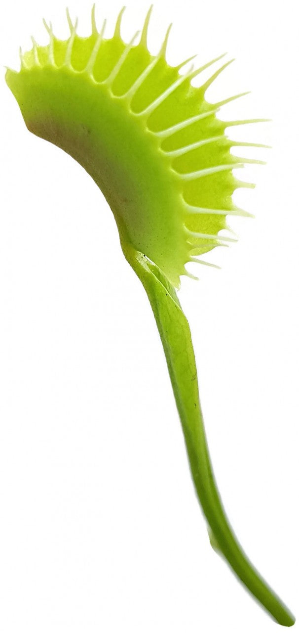 Dionaea muscipula "South West Giant"
