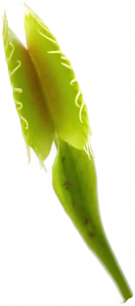 Dionaea muscipula "South West Giant"