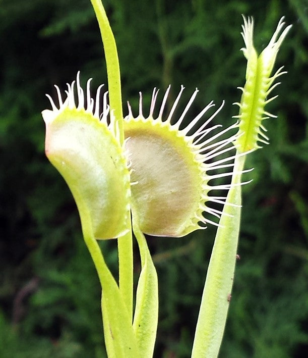 Dionaea muscipula &quot;Spider&quot;