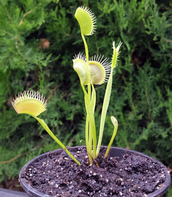 Dionaea muscipula &quot;Spider&quot;