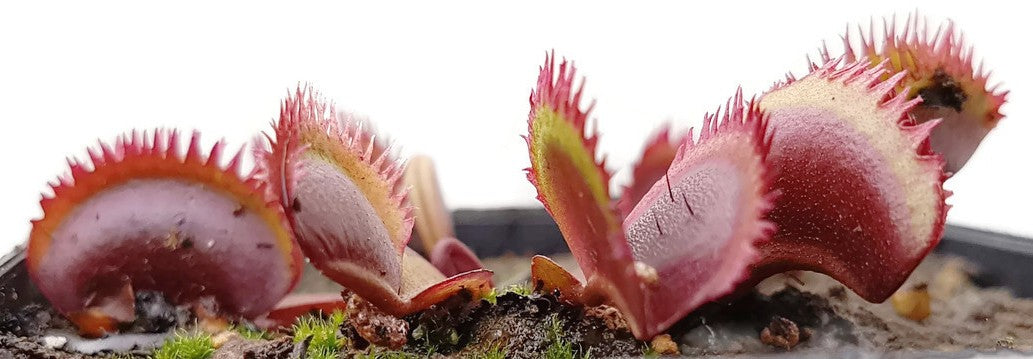 Dionaea muscipula "Red Sawtooth"