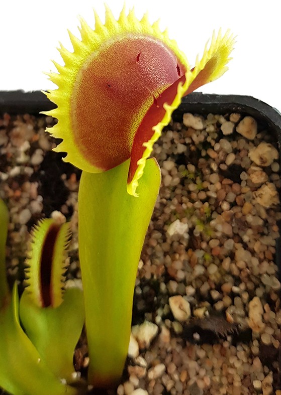 Dionaea muscipula &quot;UK Sawtooth Clone 1&quot;