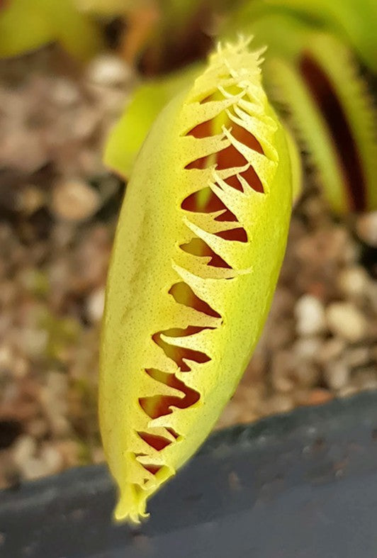 Dionaea muscipula &quot;UK Sawtooth Clone 1&quot;