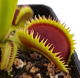 Dionaea muscipula &quot;UK Sawtooth Clone 1&quot;