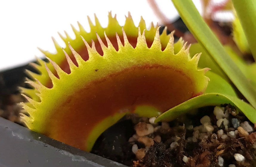 Dionaea muscipula &quot;UK Sawtooth Clone 1&quot;