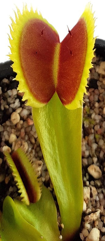 Dionaea muscipula &quot;UK Sawtooth Clone 1&quot;