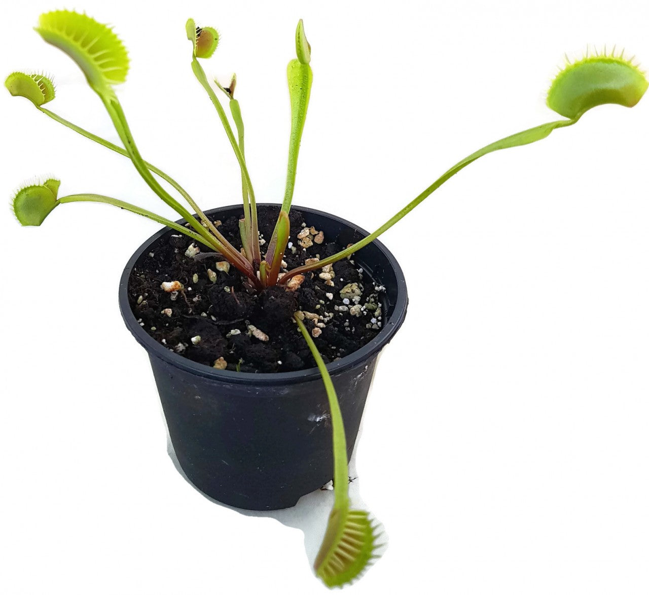 Dionaea muscipula &quot;South West Giant&quot;