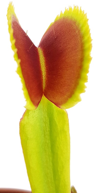Dionaea muscipula "Teeth Selection"
