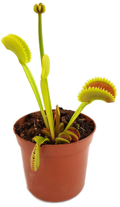 Dionaea muscipula &quot;Teeth Selection&quot;