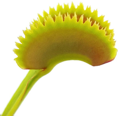 Dionaea muscipula &quot;Teeth Selection&quot;