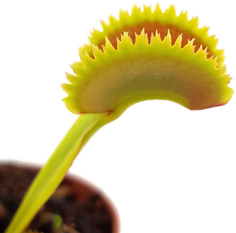 Dionaea muscipula &quot;Teeth Selection&quot;