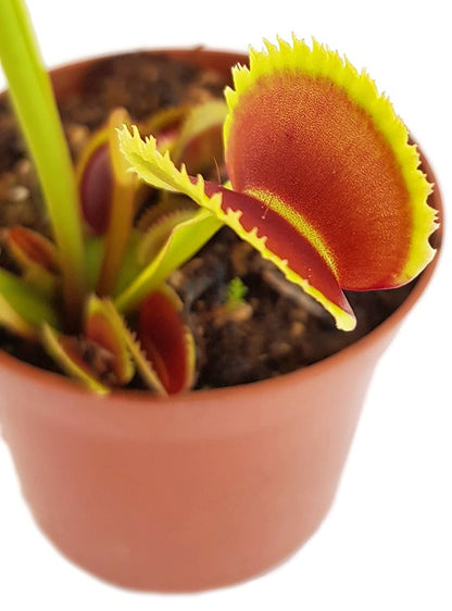 Dionaea muscipula &quot;Teeth Selection&quot;